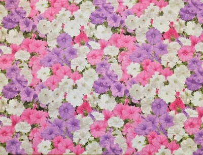 Fabric Traditions - Garden Party Petunias Quilting And Crafting Fabric  - Image 1 of 2