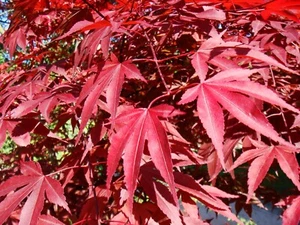 Red Japanese Maple Acer palmatum atropurpureum, Tree Seeds (Fall Color, Bonsai) - Picture 1 of 13