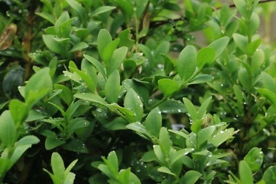 NEW BUXUS BOX HEDGE BUSH TREE PLANT GARDEN CUTTING 2 FOR £5 - Image 1 of 3