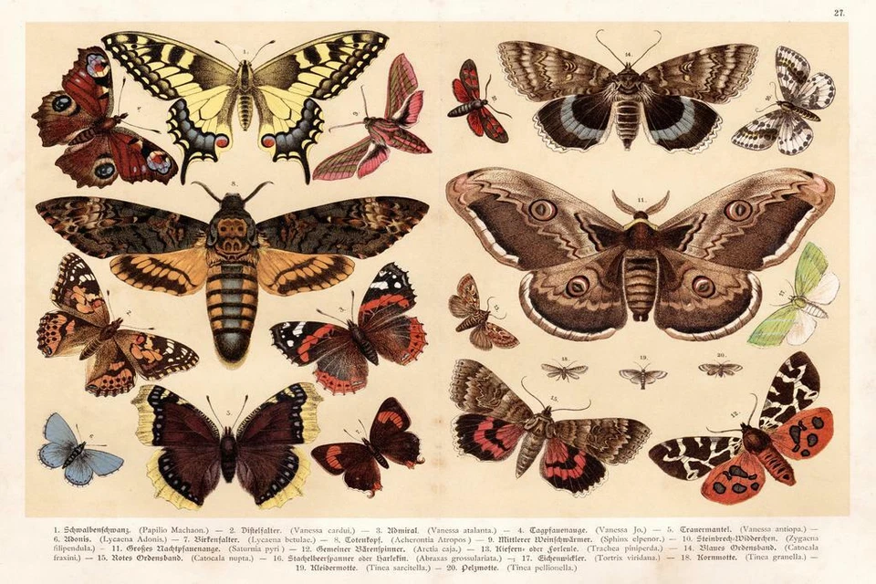 Moths and Butterflies 1888 Vintage Illustration Art Print Poster 24x36 inch - Image 1 of 1