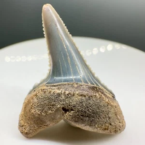 Fósil deformado agudamente dentado de 1,13" GRAN DIENTE BLANCO - Perú - Forma fresca - Imagen 1 de 4