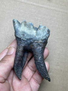 102g Beautiful big Ice Age mammal tooth specimen Pleistocene - Picture 1 of 20