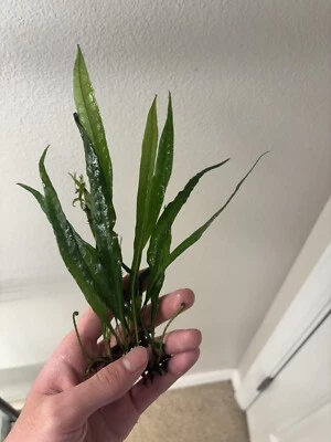 Java Fern "Narrow" Easy Beginner Live Aquarium Plant BUY 2 GET 1 FREE - Image 1 of 4