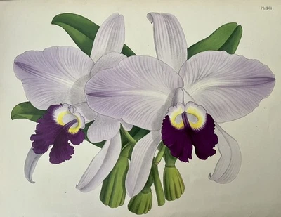1887 年兰花石版画 John Nugent Fitch Cattleya Speciosissima Buchaniana — 第 1/4 张图片
