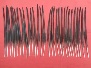 30 Semi-Stripped Crow Quill 10" / 26cm - Make your own fishing float - Picture 1 of 2