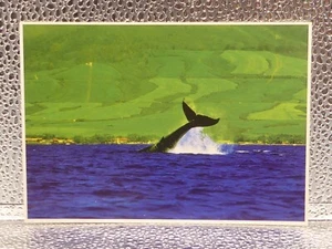 Buckelwal Maui Hawaii Insel Erbe Reise Tourismus topographische Postkarte - Bild 1 von 7