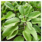 Kalanchoe Pinnata feuille miracle Ceylan Bryophyllum Pinnatum racine végétale fraîche vivante