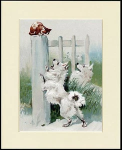 POMERANIAN SPITZ HUNDE JAGEN KATZE SCHÖNER HUND DRUCK RAHMENFERTIG MONTIERT - Bild 1 von 1
