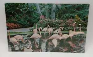 Flordia Sunken Garden Flamingos Koppel Color Cards Postcard FNC4982 - Picture 1 of 3