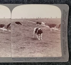 Vintage Stereoscope Card Europe Cattle per Image - Bild 1 von 2