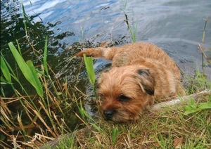 BORDER TERRIER IN WATER LOVELY DOG GREETINGS NOTE CARD - Picture 1 of 1