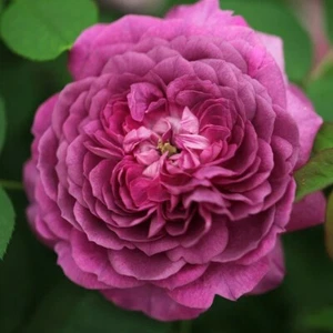 Pianta rosa Reine des Violettes profumata vaso 14 h 25 -30 cm rosa antica - Foto 1 di 5