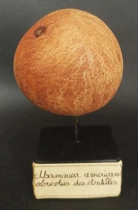 Histoire naturelle graine didactique sur socle mammea americana - Picture 1 of 3