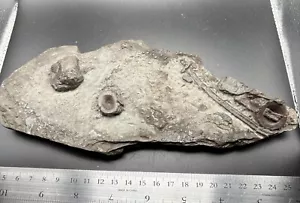 Ichthyosaurier Wirbel und Rippen - Stenopterygius - Holzmaden Deutschland Fossil - Bild 1 von 7