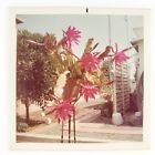California Pink Epiphyllum Flowers Photo 1960s Vintage Color Snapshot Art C2425