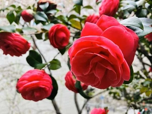 Digital Image Picture Photo Wallpaper Background Natural Rose Flower in Japan - Picture 1 of 1