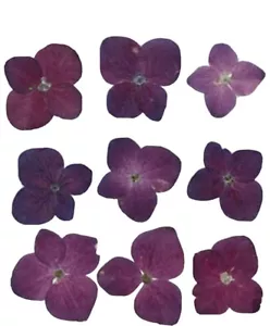 dried pressed flowers for resin, dark purple hydrangea 20pcs floral art, craft - Picture 1 of 3