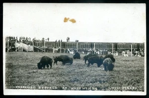 Kanada WAINWRIGHT AB 1930er Buffalo Railway Zug. Echtfoto Postkarte von Cano - Bild 1 von 2
