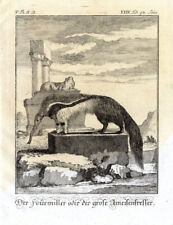 4 Antique Prints-Der Fourmiller-Der grosse Ameisenfresser-Anteater-Buffon-1774