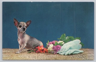 Vintage Purebred Smooth Coat Chihuahua Color Photo Postcard by Kay - Image 1 of 2