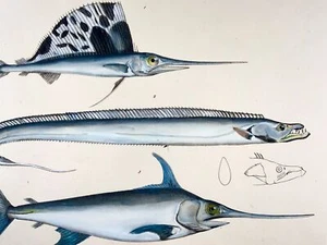 1833 Schwertfisch, Segelfisch, H. Schinz (geb. 1777) Folio, handkolorierte Lithographie - Bild 1 von 4