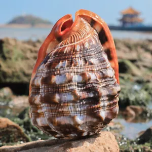 Natürlicher Stiermaul Helm Muschel Muschel Meeresschnecke Koralle Aquarium Dekor Ornament - Bild 1 von 8