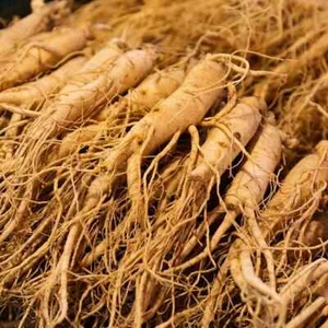 50 Seeds American Ginseng Seeds Precious medicinal materials Wild Ginseng - Picture 1 of 8