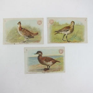 3 viktorianische Sammelkarten Arm & Hammer Spiel Vogel Prärie Huhn Regenpfeifer Ruddy Ente - Bild 1 von 16
