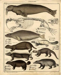 1843 OKEN HC LITHOGRAPH FOLIO walrus seal, sea otter, skunk, gulo, bagder - Picture 1 of 2