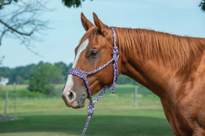 Weaver Leather Braded Mule Tape Rope Halter W/Lead 35-7820-R3 Gray / Purple - Image 1 of 2