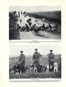 BEARDED COLLIE BORDER COLLIE ORIGINAL VINTAGE DOG PRINT PAGE 1934 WAR DOGS - Picture 1 of 1