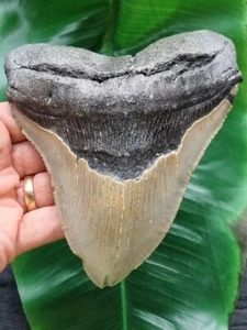 Diente macizo y largo 14,0 cm del megalodón - fósil diente de tiburón - Imagen 1 de 7