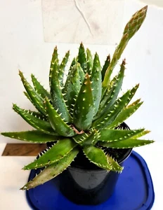 Cacti Succulent CROCODILE JAWS ALOE size: 10 cm x 15 cm QUICK SALE - Picture 1 of 3