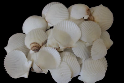 Большие белые гребешки для залива морские ракушки доставка бесплатная SS-265 - Изображение 1 из 4