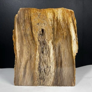 Madera petrificada de tronco natural grande 1604 gr, jaspe parcialmente espejo muestra pulida - Imagen 1 de 12
