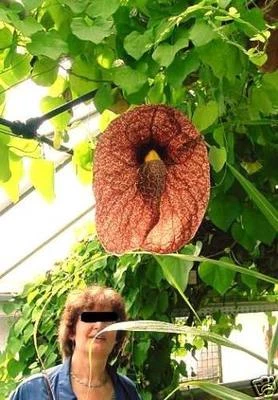 Gespensterblume exotische Zimmerpflanze Blume Kletterpflanze schnellwüchsig Deko - Bild 1 von 2