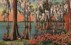Vintage Postcard 1930's Giant Cypress Trees and Knees Gardens Florida FL