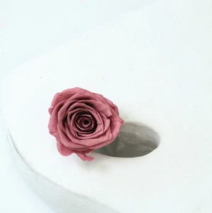 Preserved Rose Caramel Color Dried Flower 6 heads per box 5-5.5 cm diameter - Picture 1 of 2