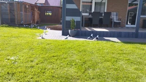 Sächsische Schildtauben mit weißen Binden  - Bild 1 von 8