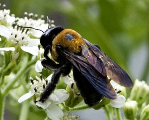 3 Real Bumblebees DRYED SPECIMEN INSECT TAXIDERMY WE GOT THE BUG'S - Picture 1 of 5