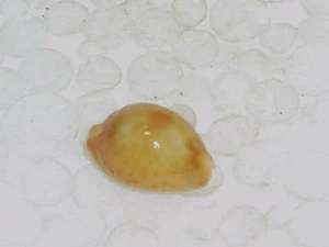 CYPRAEA BISTRINOTATA KEELINGENSIS, EX COLL. JOHN CLARK - Picture 1 of 2