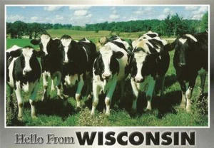 Postal WI Holstein Cows "Hola desde Wisconsin" industria láctea como nueva sin usar - Imagen 1 de 1