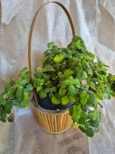 Planta de incienso en cesta colgante (Plectranthus coleoides) grande - Bild 1 von 2