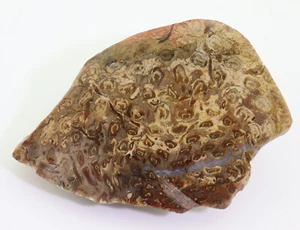 Baumfarn, Psaronius, Perm, Queensland, Australien -L103 - Picture 1 of 6