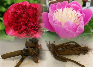 PEONY (PAEONIA) COLLECTION 1 BOWL OF BEAUTY & 1 RUBRA PLENA BARE ROOT PERENNIAL - Picture 1 of 8