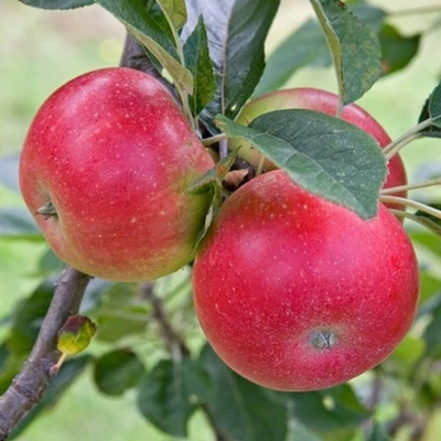 Dwarf Apple 'Discovery'  ideal for patio or small gardens. - Image 1 of 2