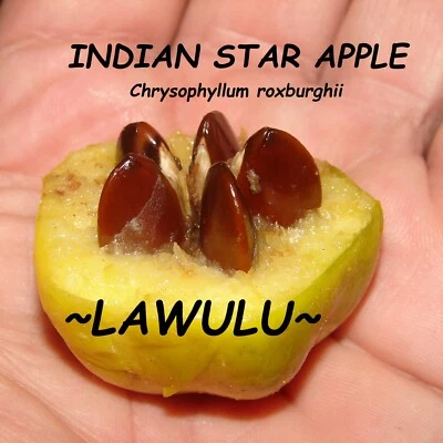 ~LAWULU~ Chrysophyllum roxburghii  INDIAN STAR APPLE FRUIT TREE med Potd PLANT - Image 1 of 4