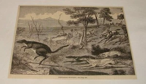 1881 magazine engraving ~ KANGAROO HUNTING - Picture 1 of 1