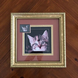 USPS Kitten Postage Stamp "Neuter & Spay Cat" 37 cents Framed 9.5 x 9.5 Frame - Picture 1 of 2