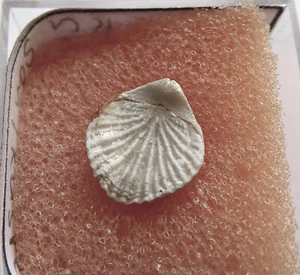 Sehr schöne Brachiopode: Trigonosemus pulchellus Untermaastricht Insel Rügen - Bild 1 von 3